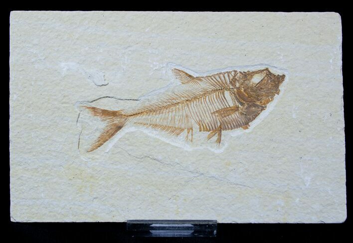 Well Preserved Inch Diplomystus Fossil Fish #1546
